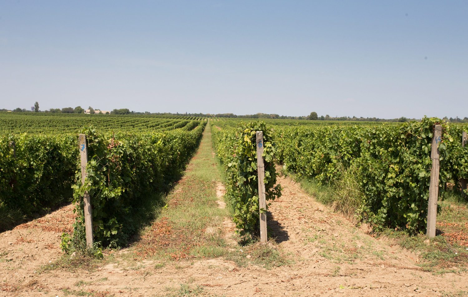 vinogradi5-210817 (2)