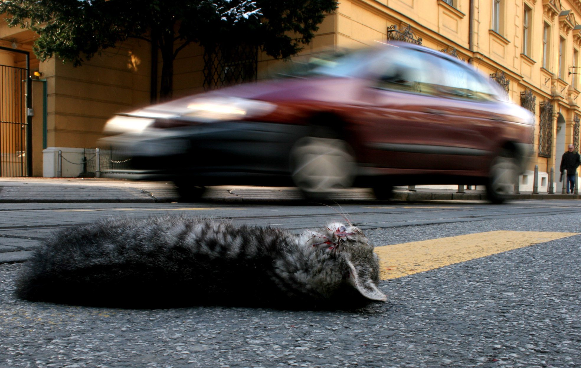 macka_pregazena2511-zag