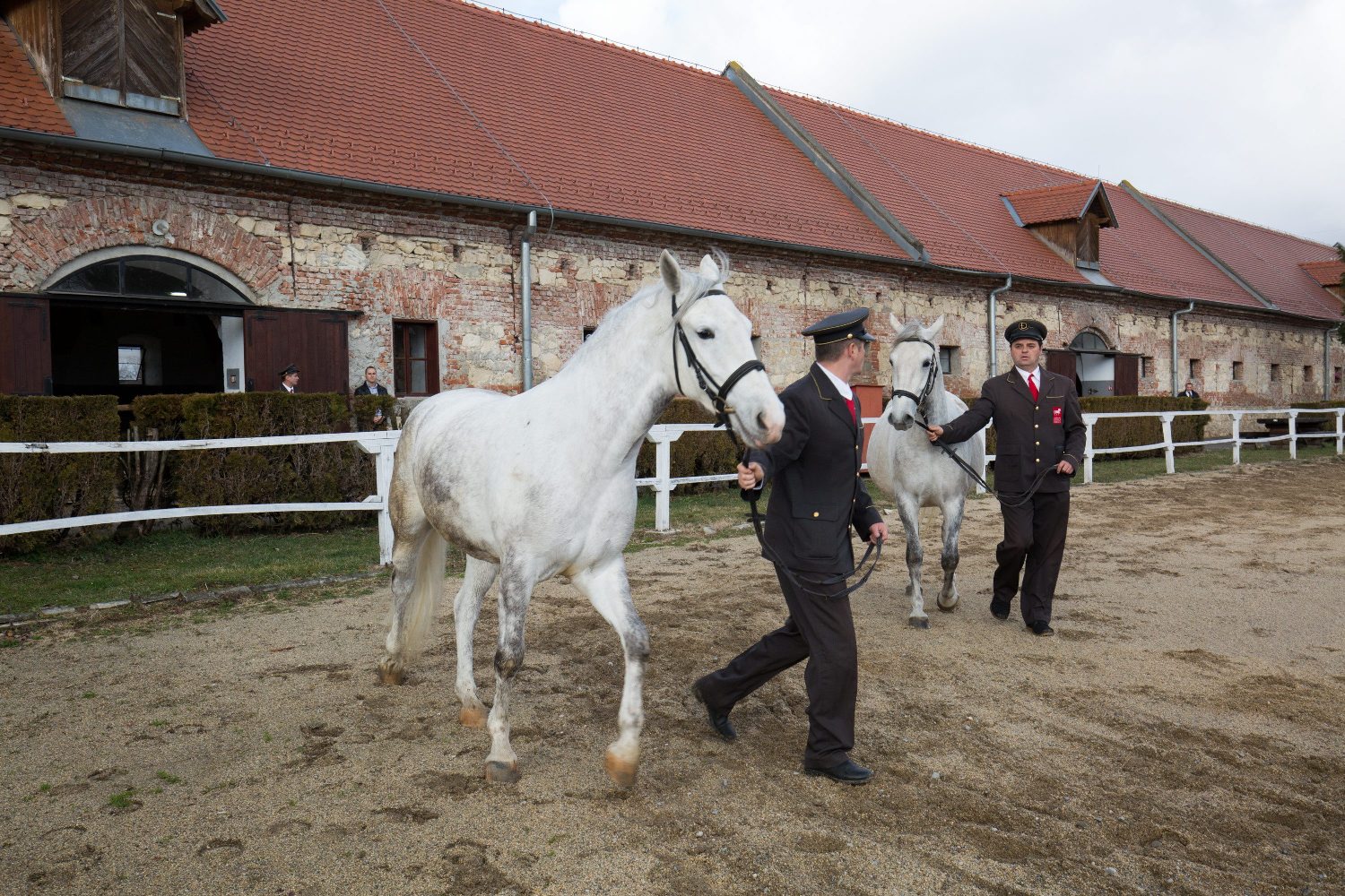 lipik_ergela1-010317