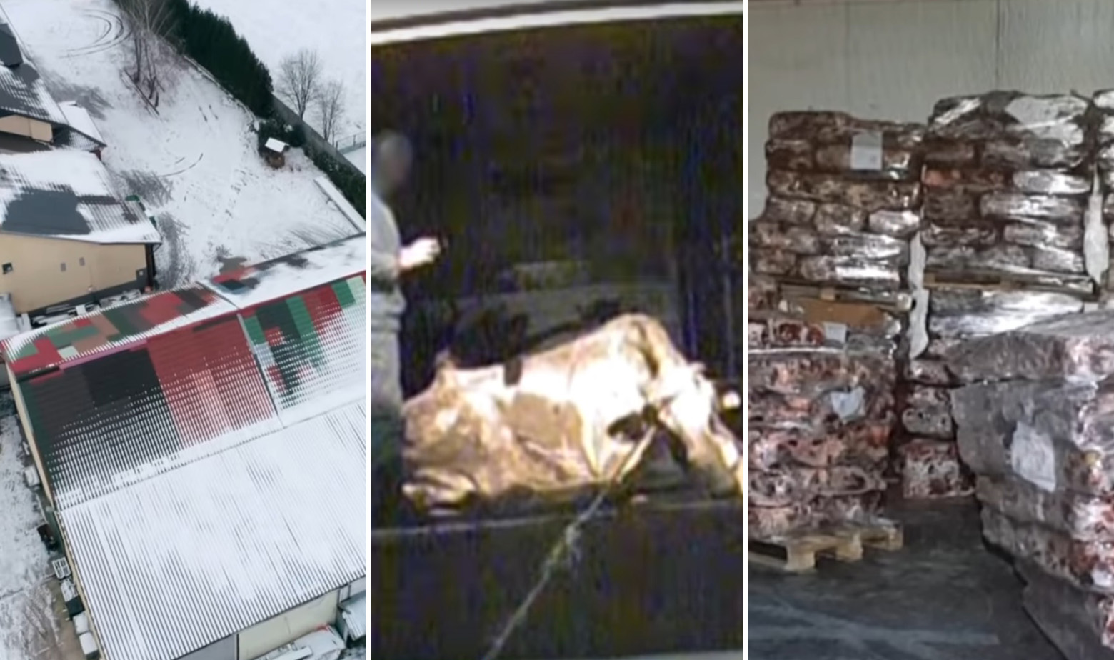 Prizori iz poljske klaonice u koju se dovode bolesne krave