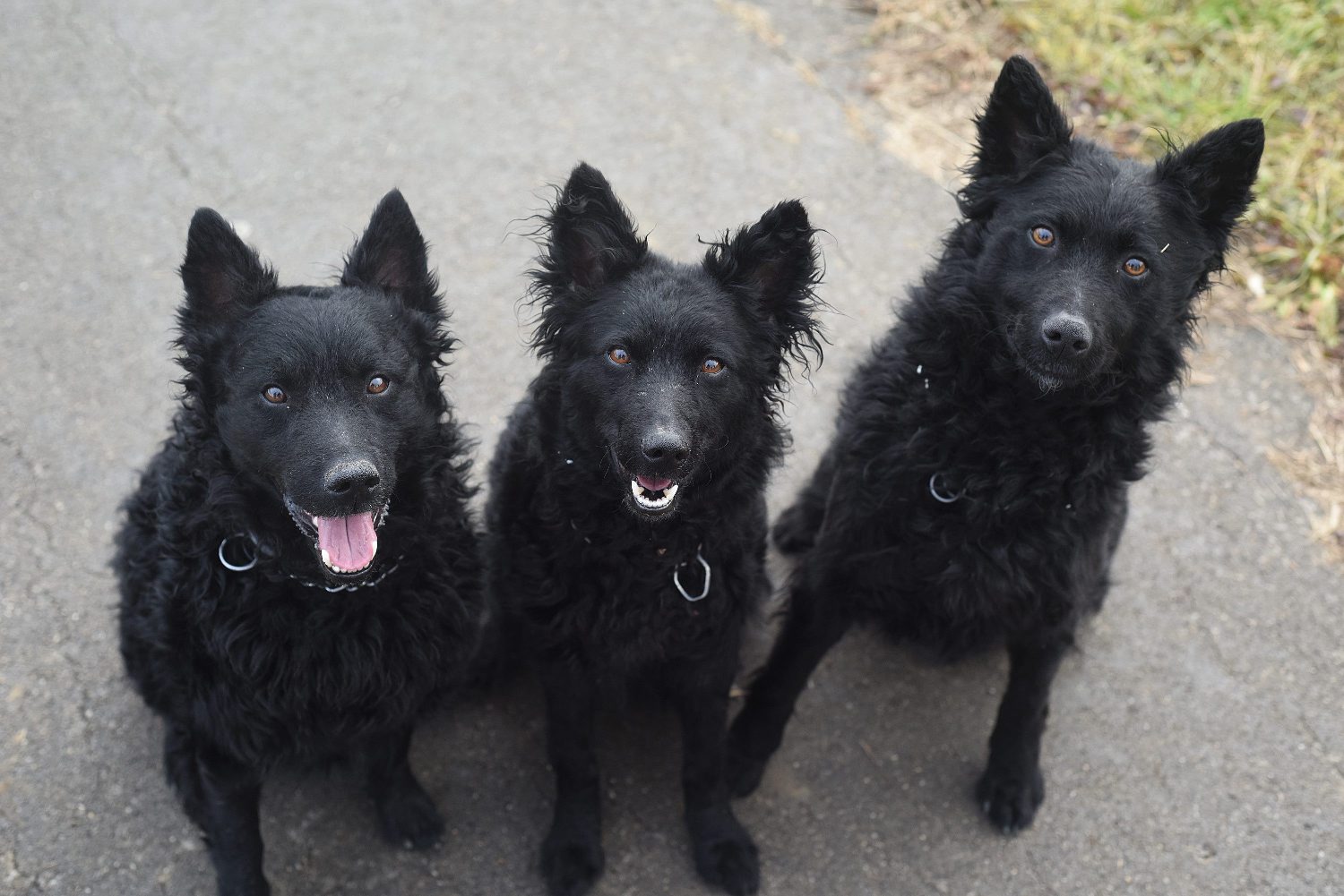 hrvatski_ovcar1-180119