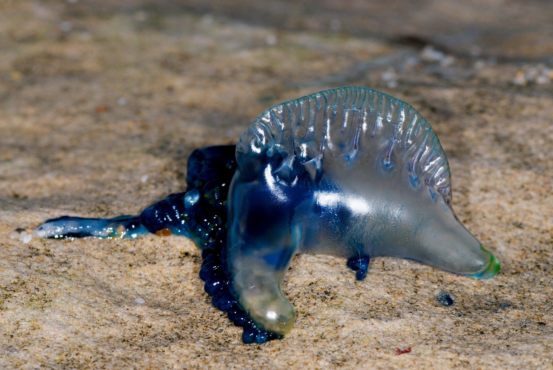 Meduza Physalia utriculus