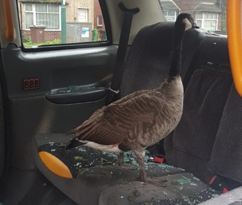 Divlja guska uletjela u taksi