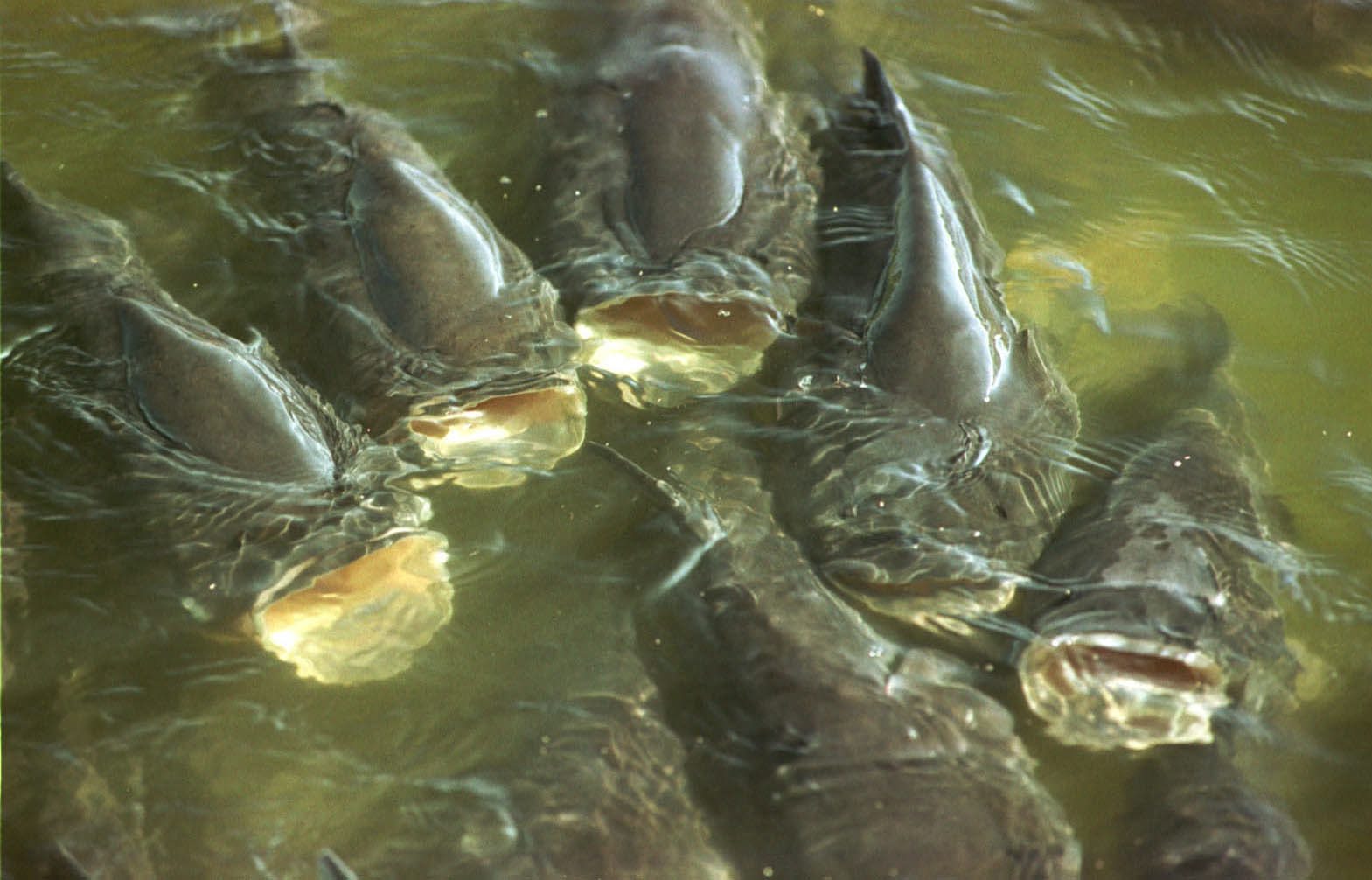 somovi u Kopačkom ritu