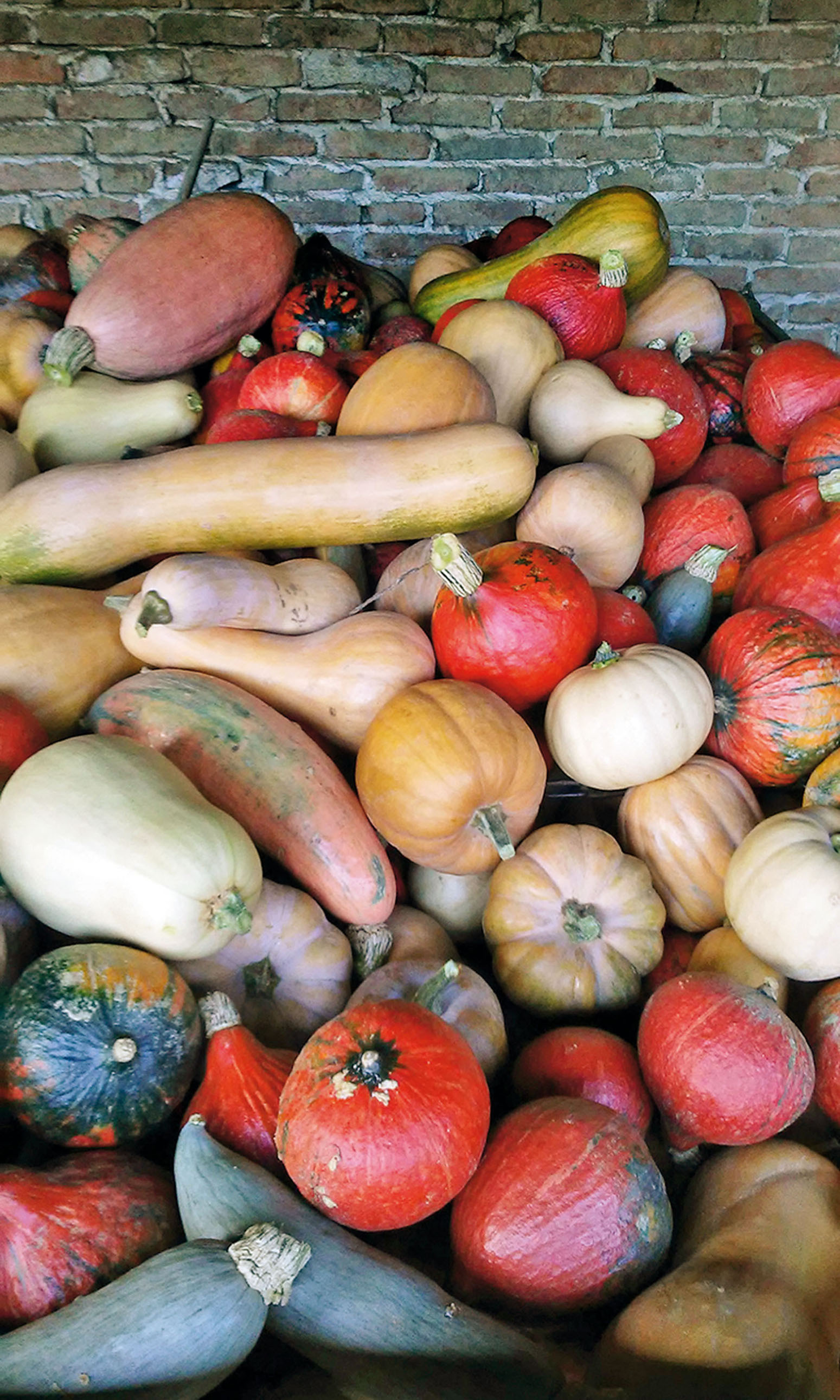 berba-kod-obitelji-diktic