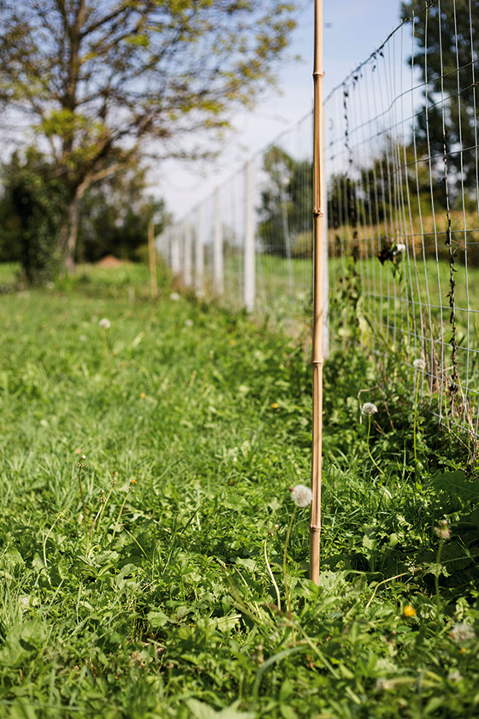 aronija-kovach2-040916