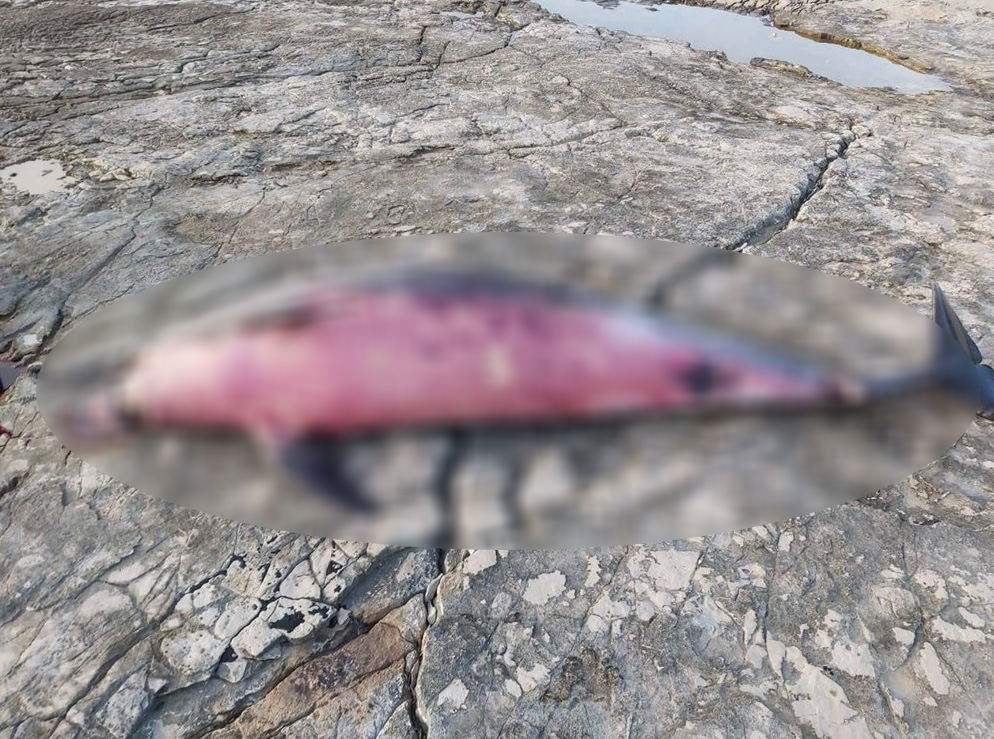 ecsImgdelfin jedan-8977315689512476398