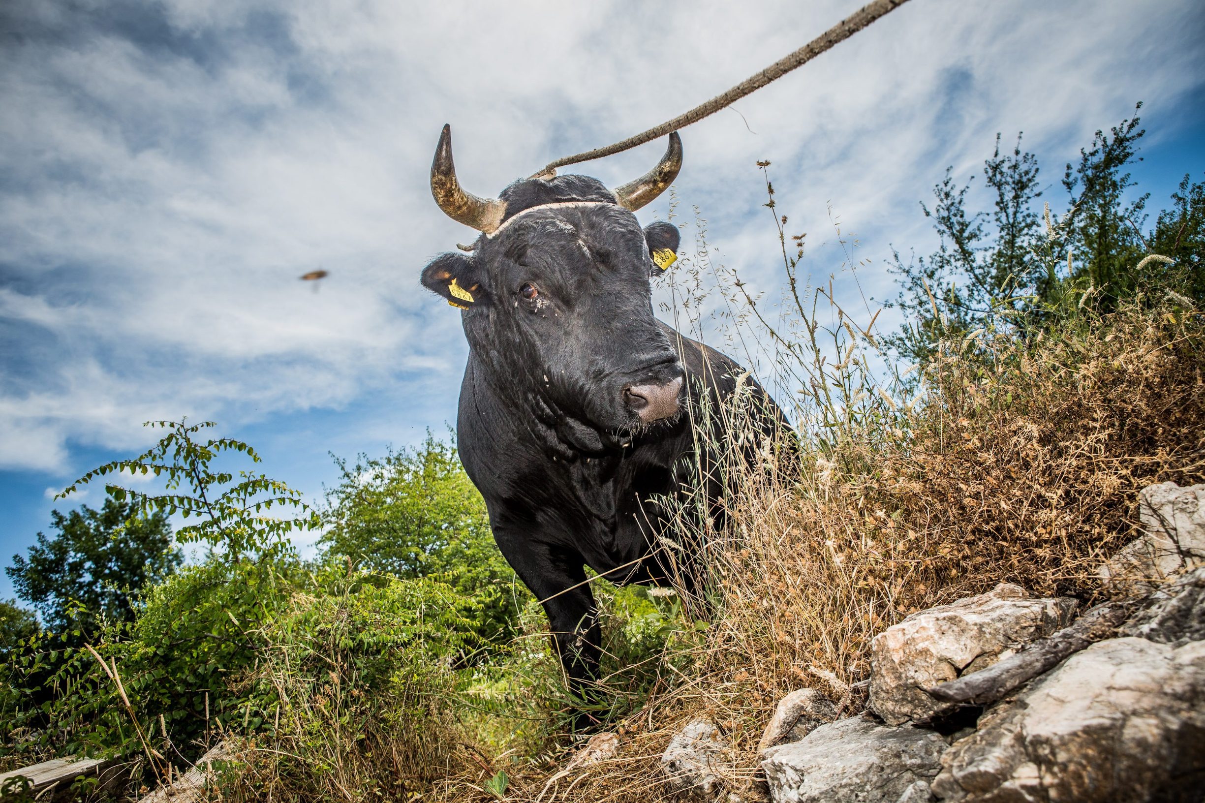 radanovic_bikijada1-030713