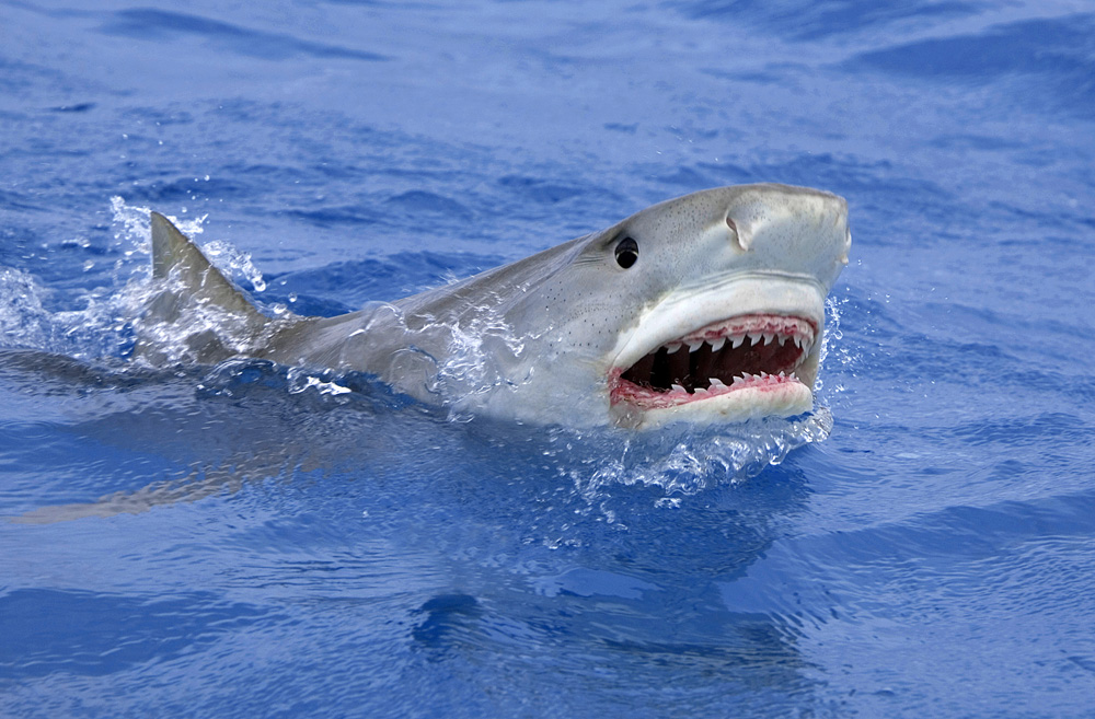 Morski pas tigar, ilustracija