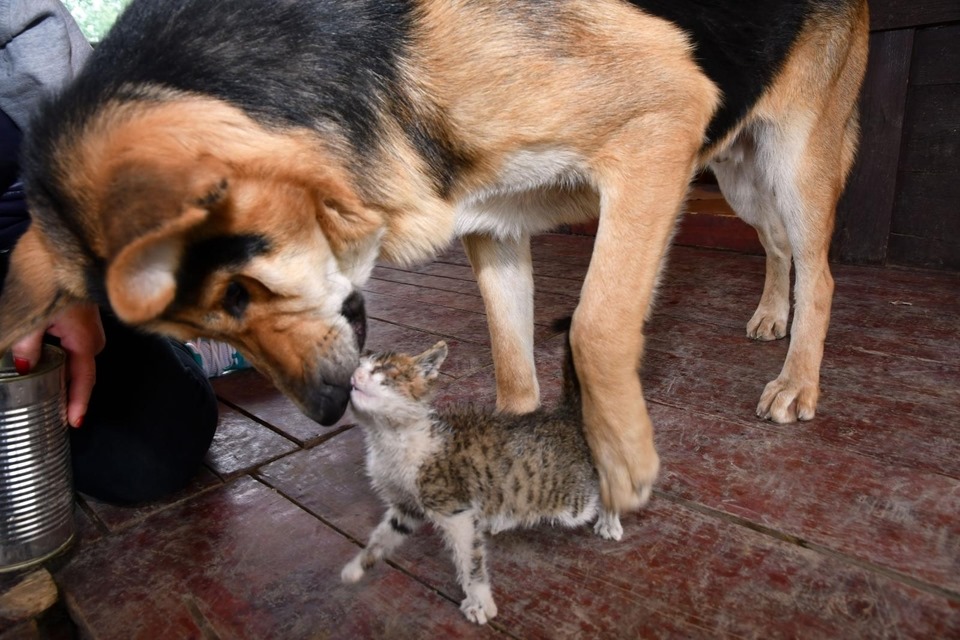 72123279_10157456595809631_7989827137039237120_n