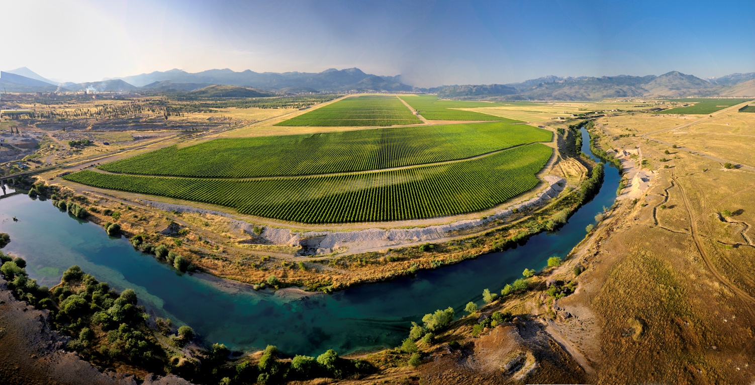 Overview of Plantaze vineyard manja