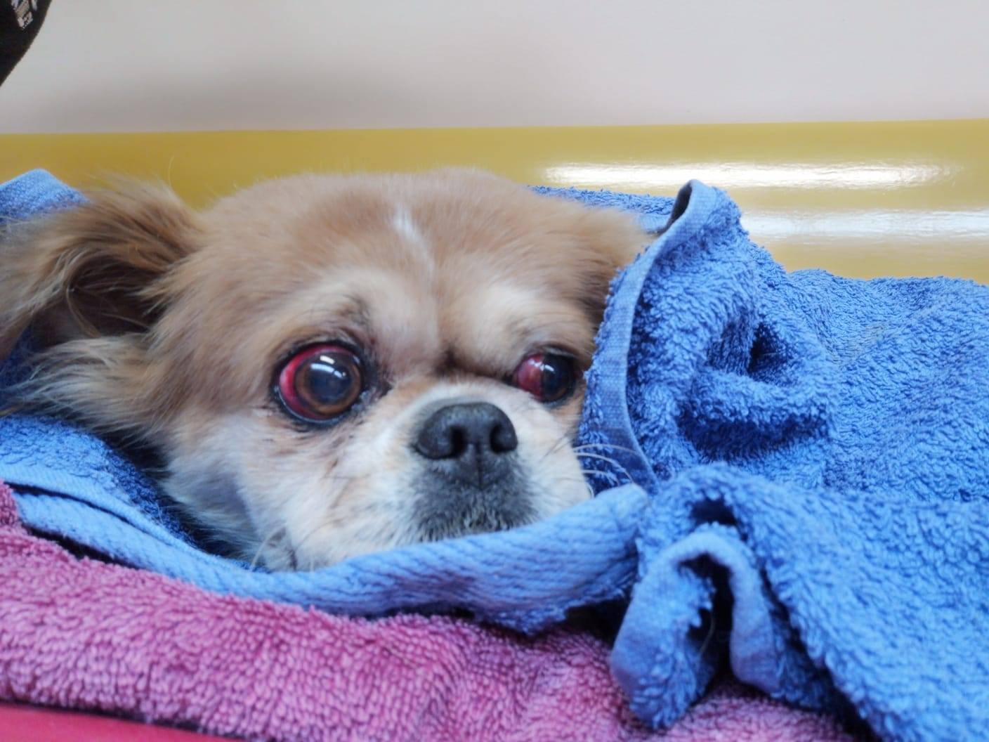 Preplašena pekinezerica Mimi