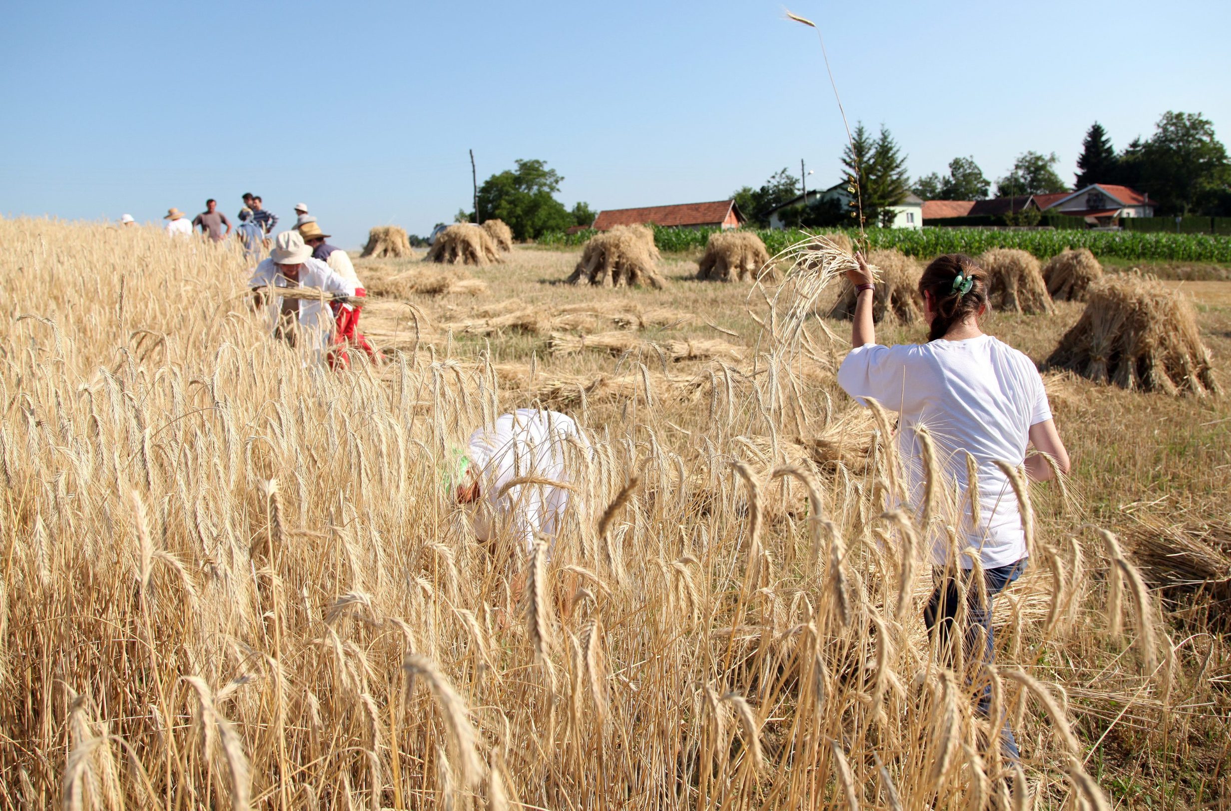Poljoprivreda ilustracija