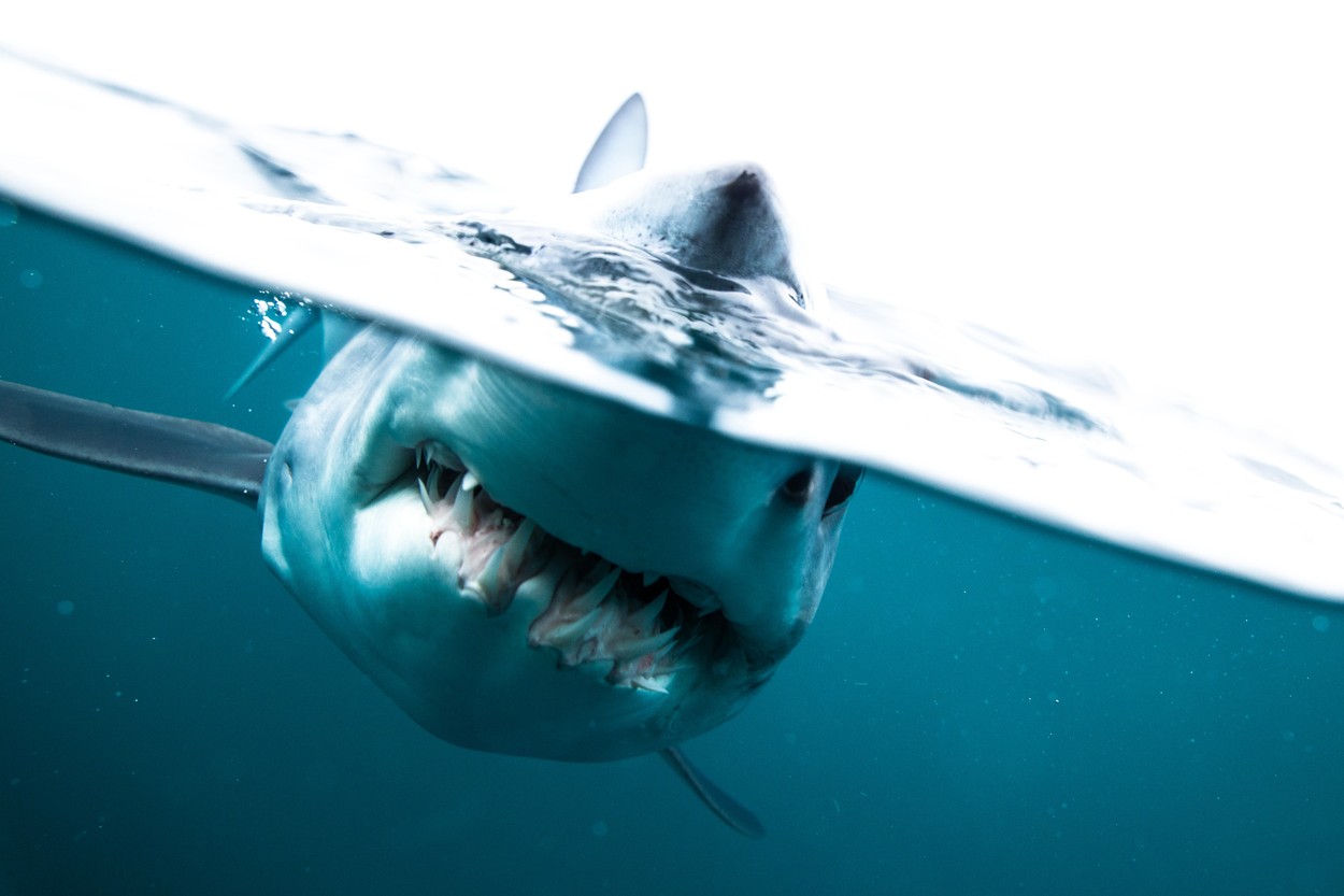 profimedia-0475653792