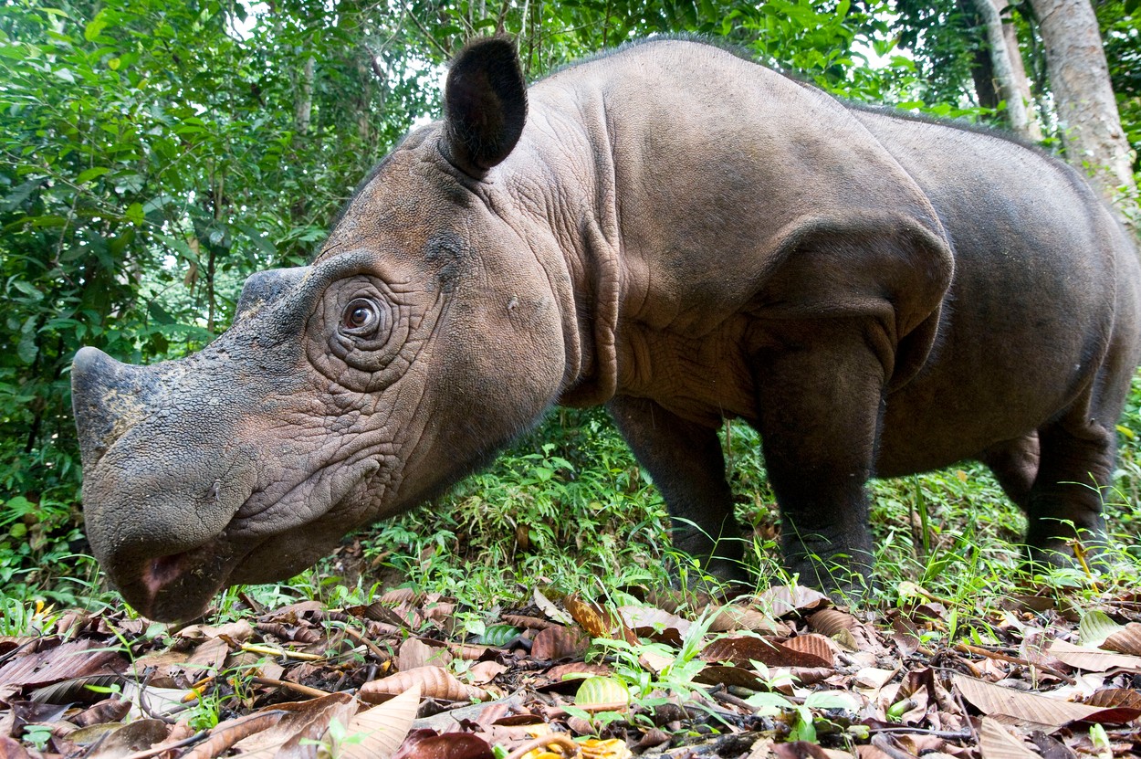 Sumatranski nosorog