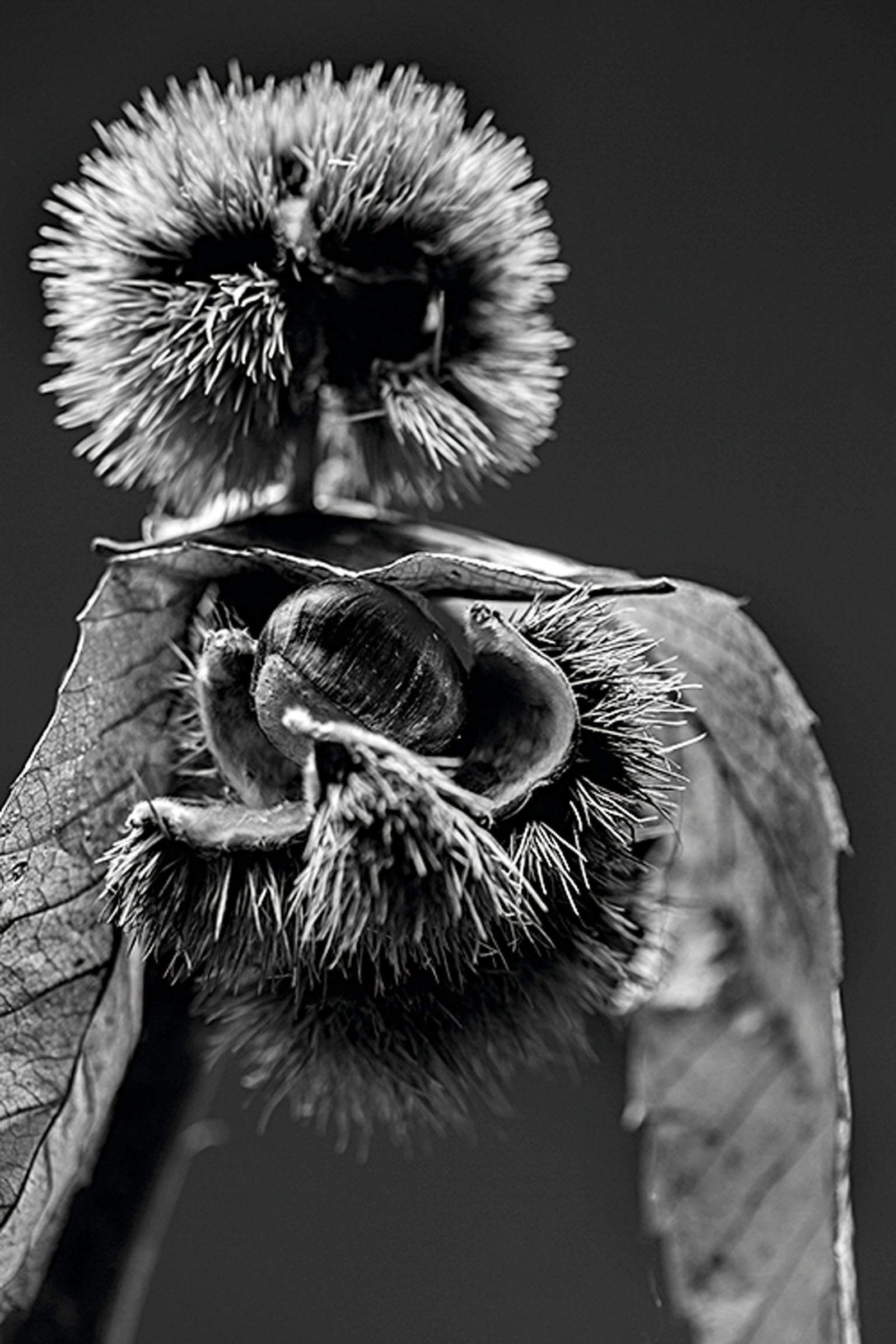 jesenski--plodovi4-171018