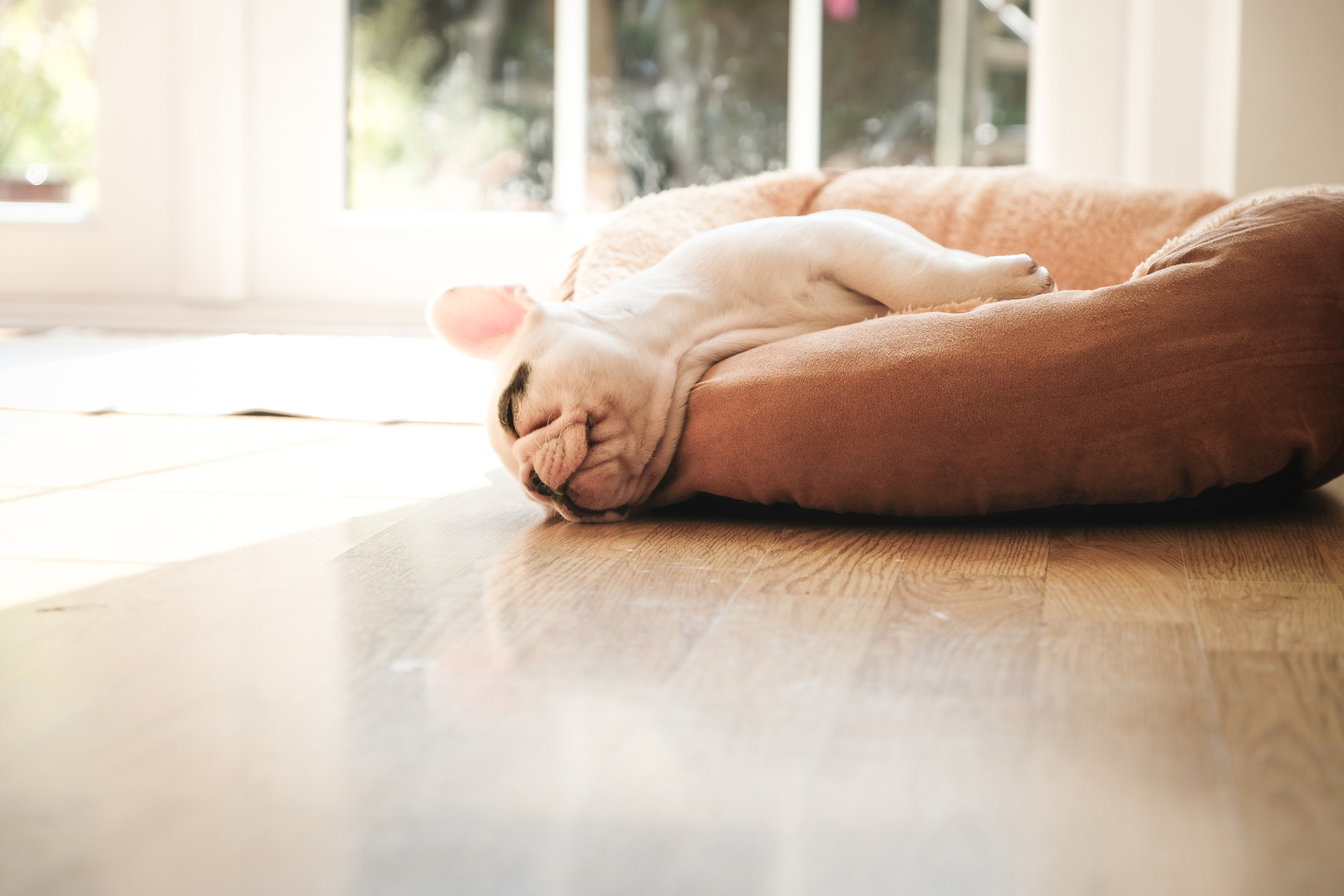 Ni najčudnije poze neće ih spriječiti da sanjaju.