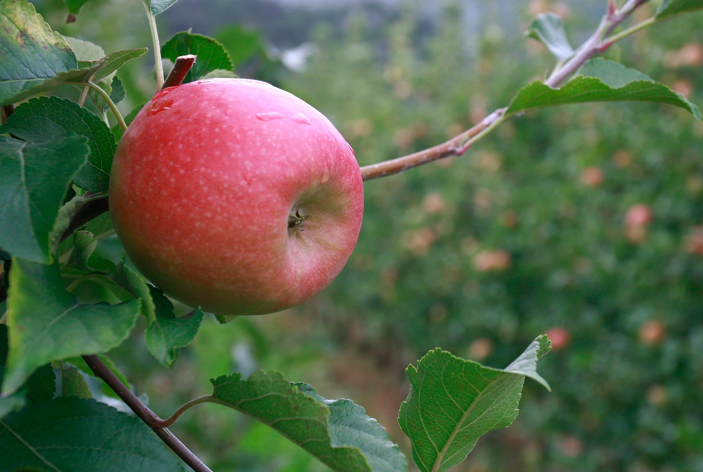 opg_mihaljevic4-121015