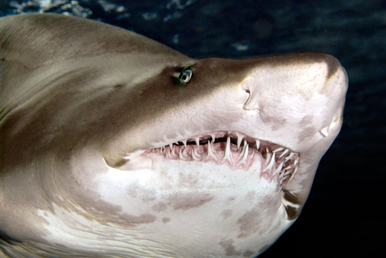 profimedia-0001581865