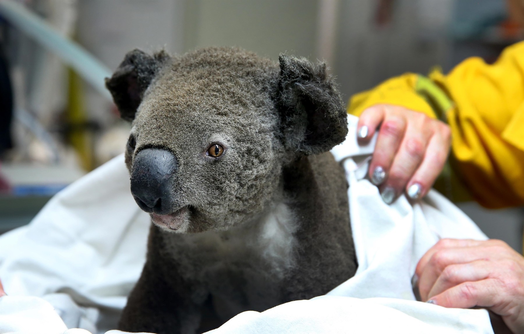 Spašena koala s jakim opeklinama