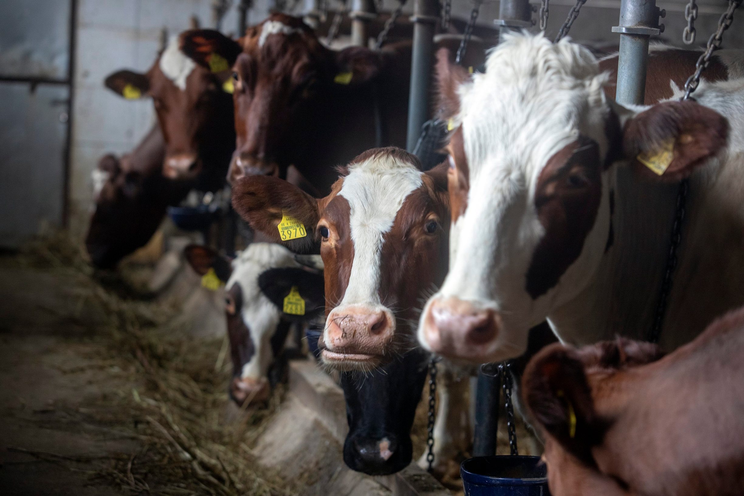 Krave u staji Josipa Kosa u općini Sveti Đurđ kod Ludbrega