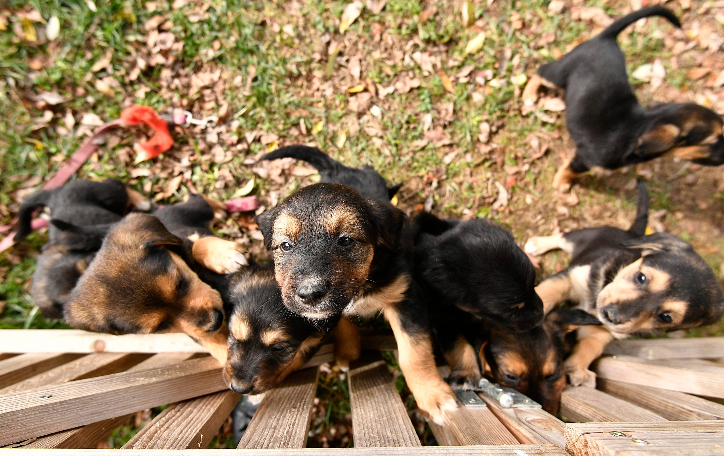 dumovec_udomljavanje30-270919