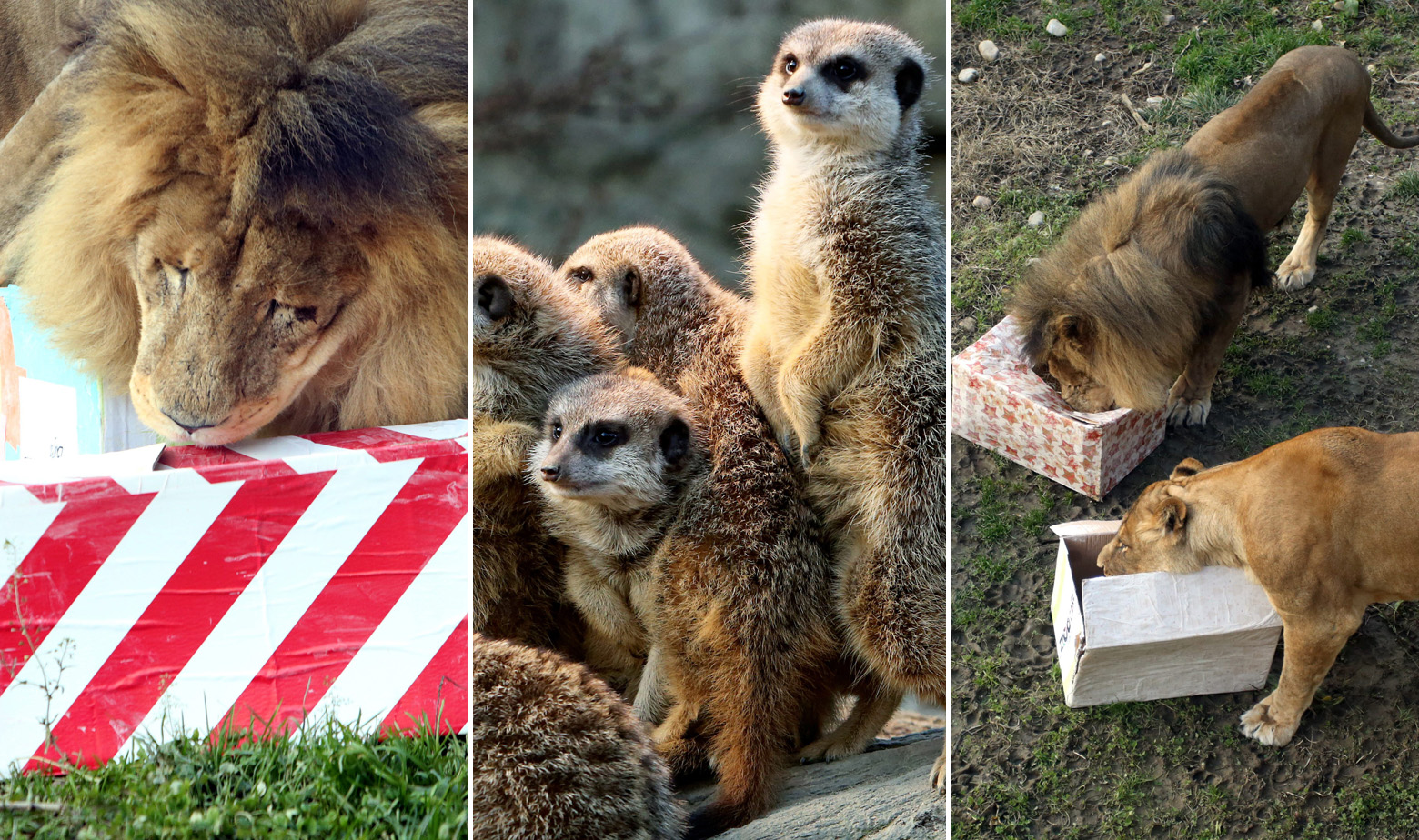Životinje dobile poklone u zagrebačkom ZOO-u