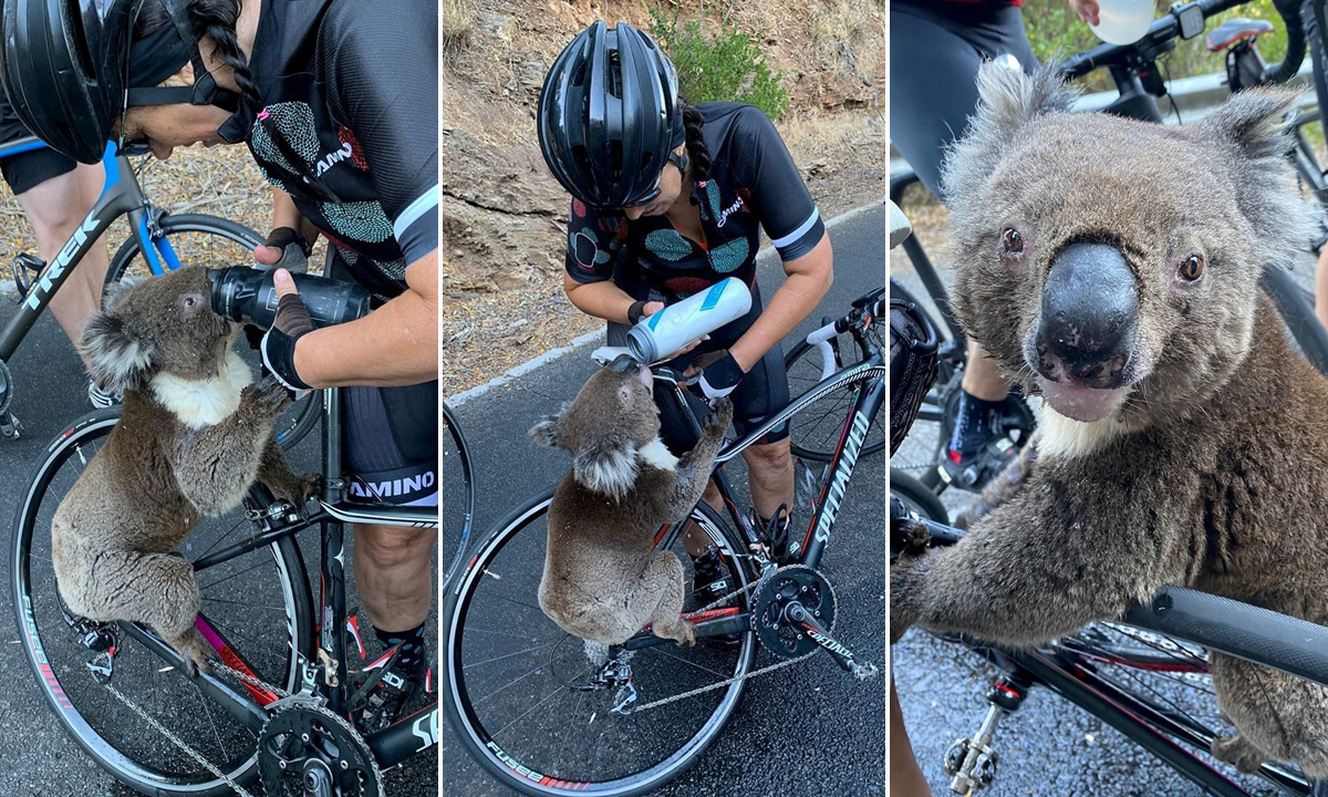 koala-biciklist