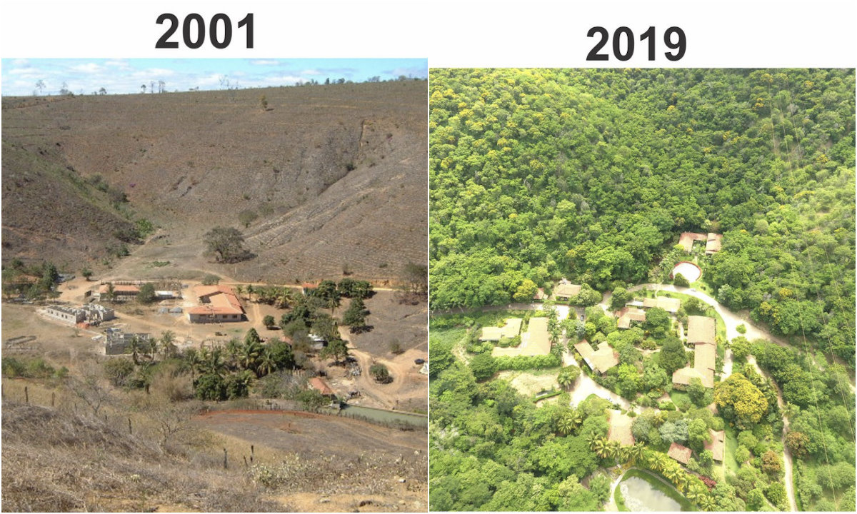 Pošumljavanje collage