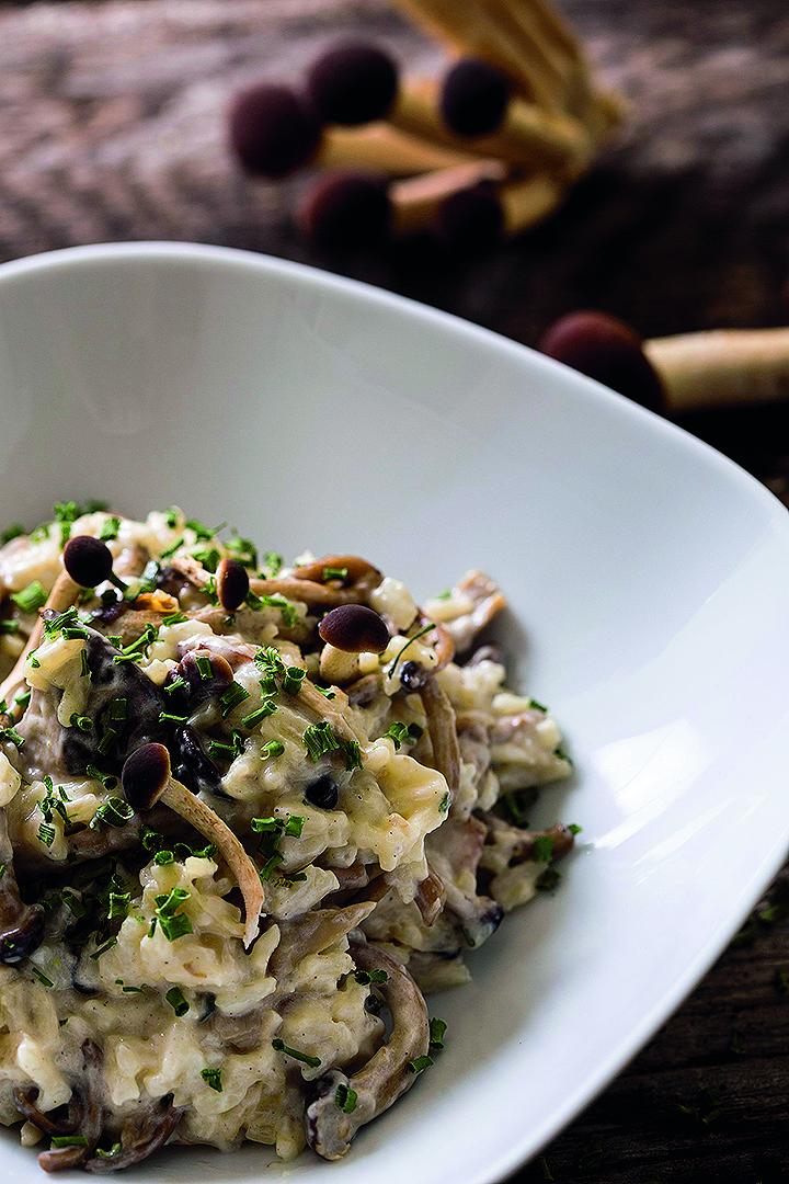 gljive-misic14-121218