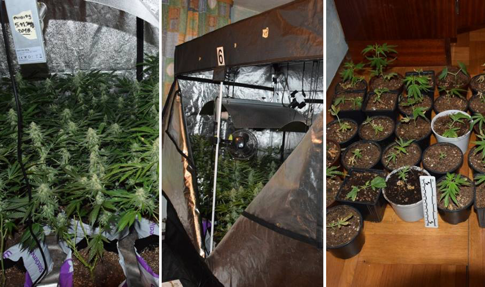 Laboratorij za uzgoj marihuane