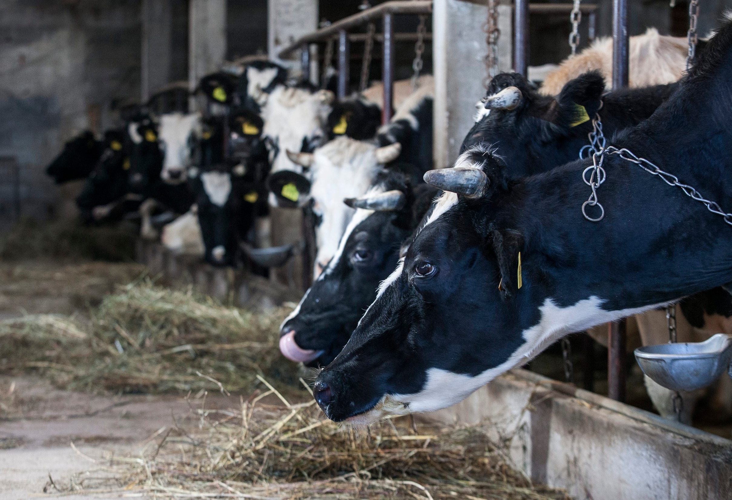 Ilustracija: farma krava