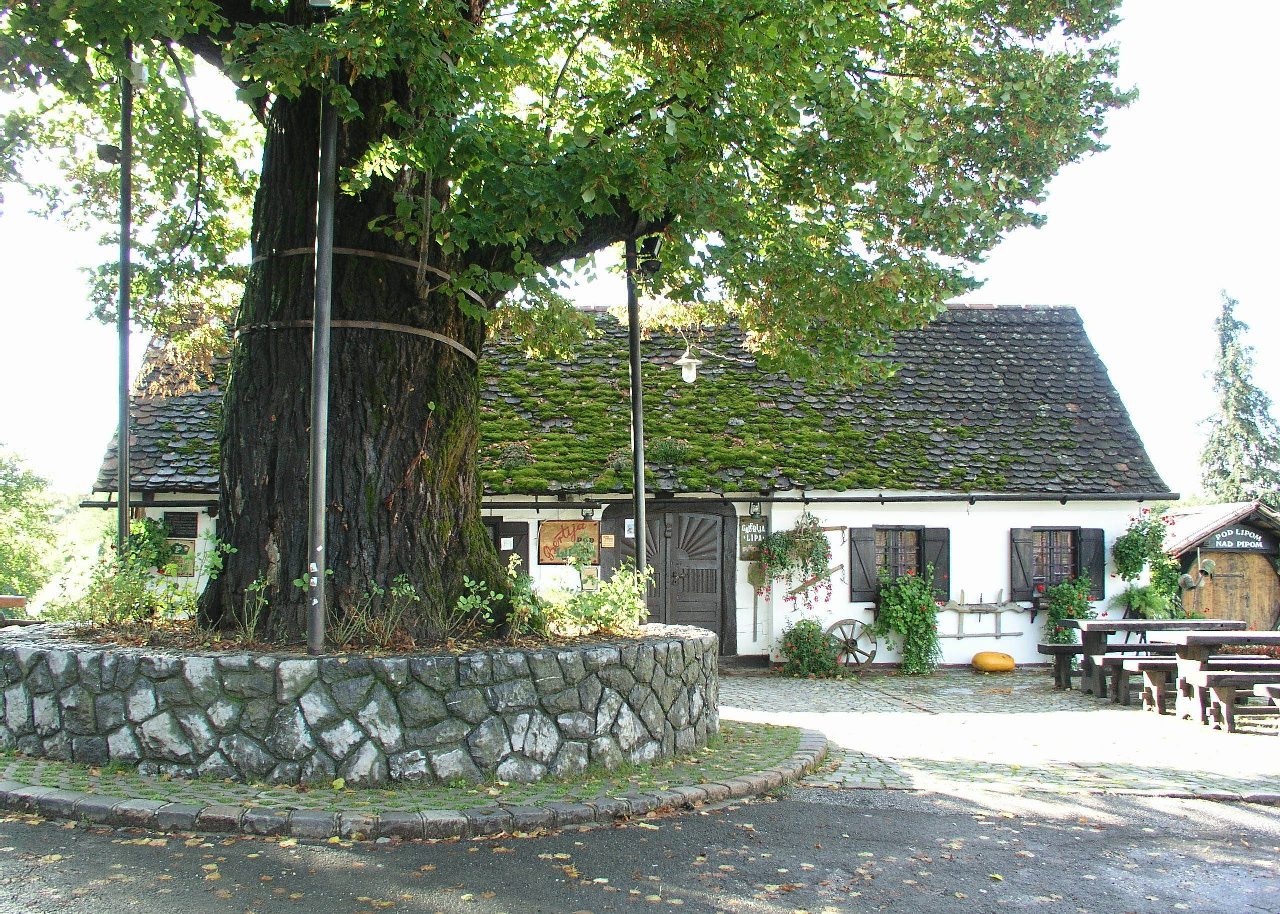 kr-gupceva_lipa0502-pok