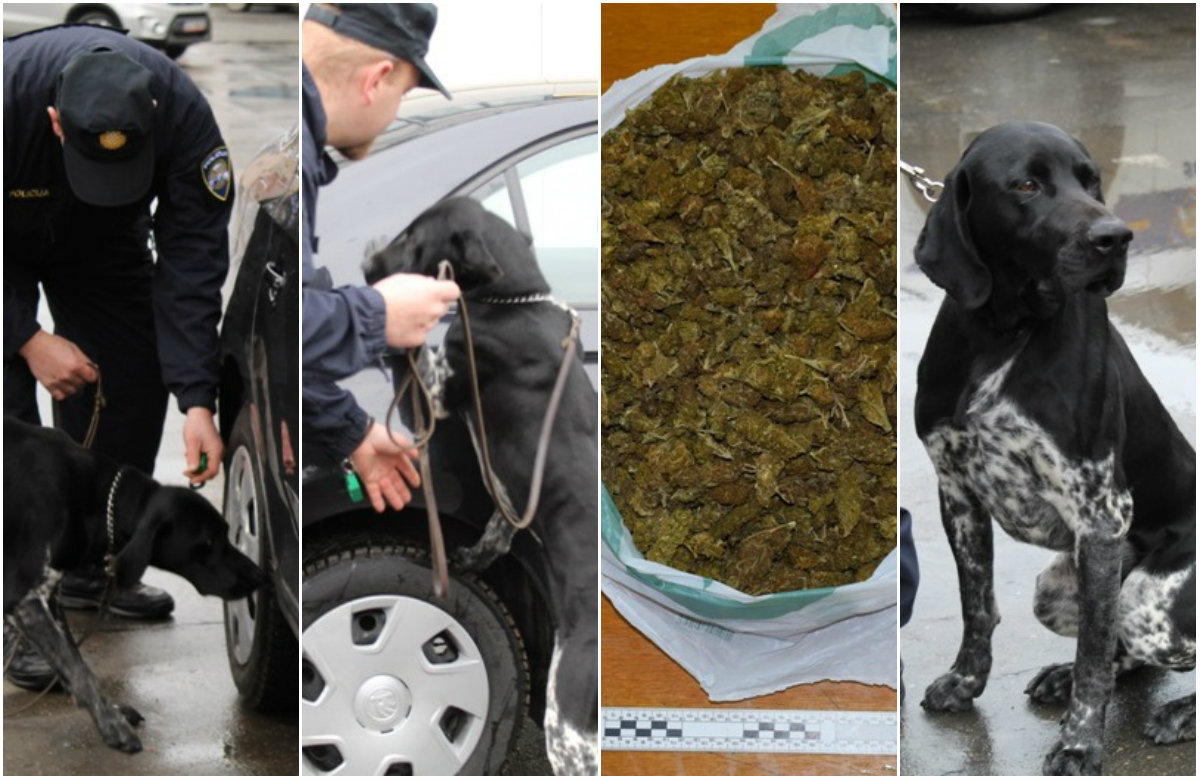 Policijski pas za prepoznavanje droga, Duks