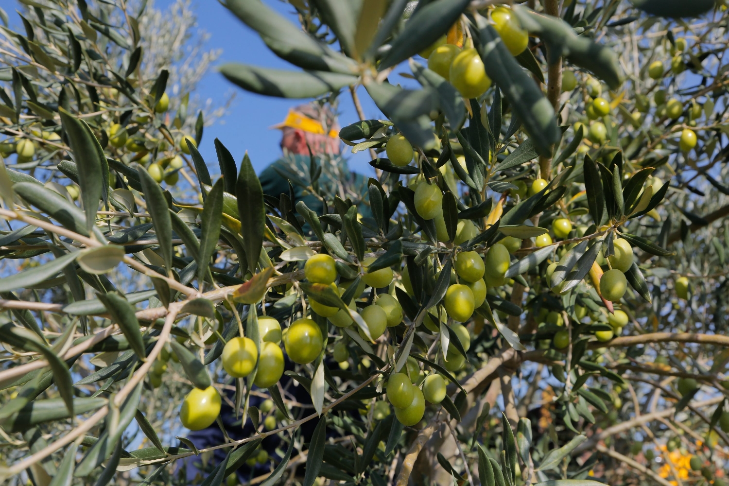 berba_maslina04-171017