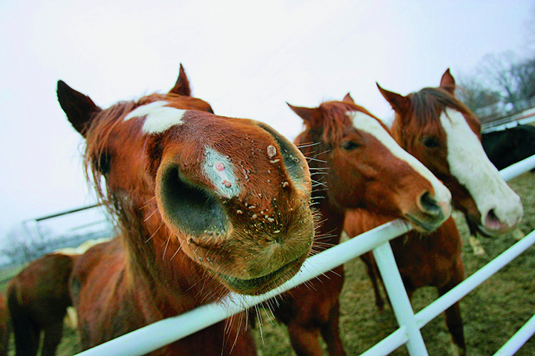 slatina-imanje5-280211-MM_IC-1