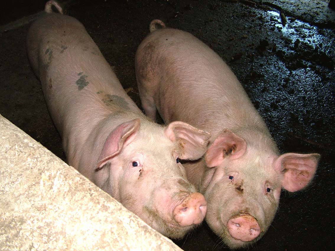 Arhivska fotografija