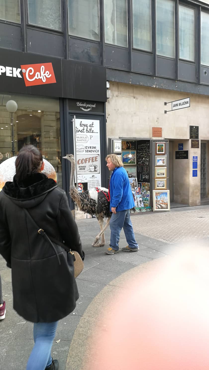 52338476_289767011706984_6587198926787444736_n