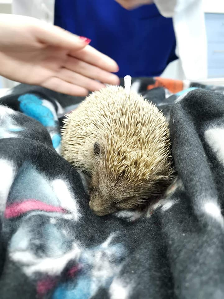 Zlostavljani jež u Splitu