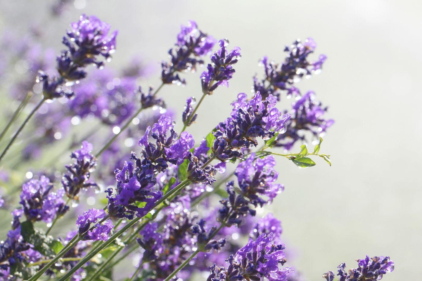 Lavanda (lat. Lavendula spp.)

Koriste se esencijalno ulje i cvijet biljke. Sedativ je i analgetik, uz to sprečava grčeve. To je gorak, rashlađujući lijek koristan kod 'vrućih' tipova migrene. U trudnoći ne uzimajte visoke doze!

Nakapajte 10 kapi lavandinog ulja u 25 mililitara baznog ulja pa time masirajte sljepoočice na prvu naznaku simptoma migrene.