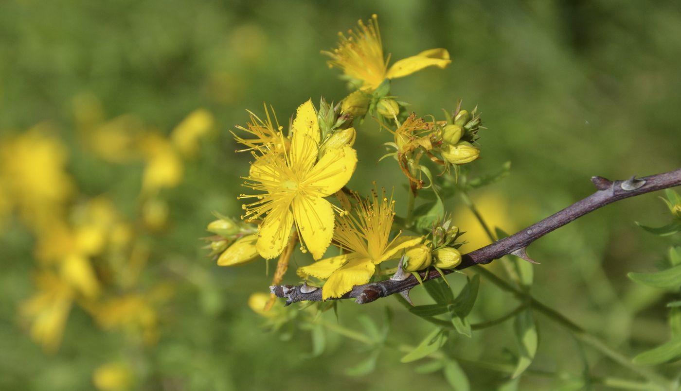 Kantarion (lat. Hypericum perforatum)

Koriste se nadzemni dio biljke i vrškovi cvjetova. Kantarion ili Gospina trava obnavlja i oporavlja živčani sistem. Osim toga djeluje i protuupalno. Oprez: može se pojaviti dermatitis ako kožu nakon nanošenja infuzije kantariona izlažete sunčevoj svjetlosti.

Upotrebljava se uljna infuzija - nanesite ju na zahvaćeno područje.