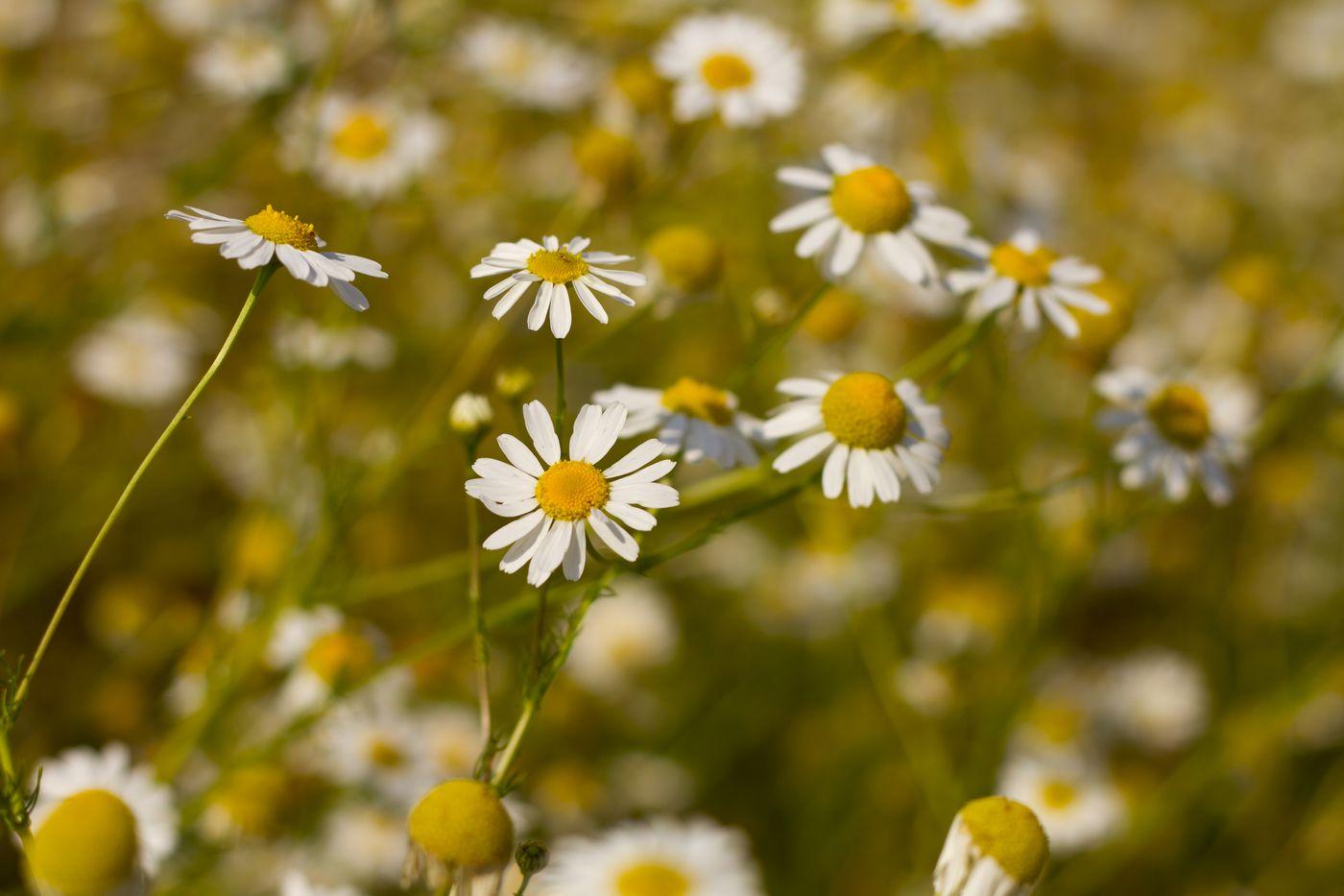 Povratić (lat. Tanacetum parthenium)

Koristi se nadzemni dio biljke. Ima protuupalno djelovanje, pomaže širenje krvnih žila u mozgu te olakšava 'hladnu' migrenu povezanu sa stezanjem krvnh žila. Izbjegavajte ga ako uzimate lijekove za razrijeđivanje krvi (varfarin).

Savjetuje se pojesti jedan listić biljke na dan kao zaštitu od pojave bolova.