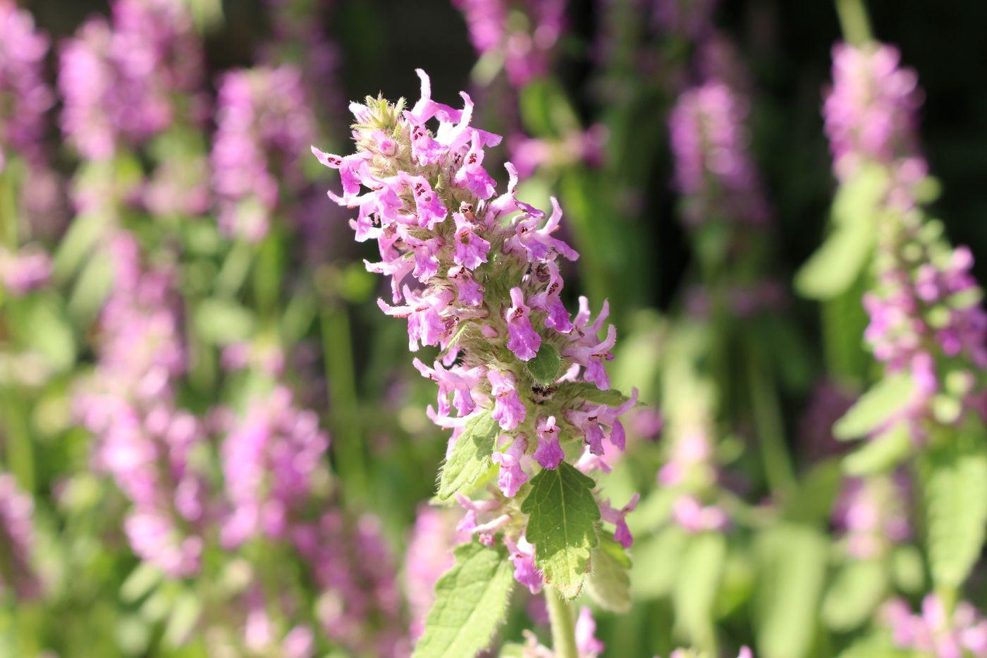 Betonika (lat. Stachys officinalis)

Koristi se nadzemni dio biljke. Sedativ je, ali i stimulira cirkulaciju u mozgu. Korisno je biljno sredstvo za smirivanje živaca kod tjeskobe i velike zabrinutosti. Uzima se u obliku infuzije ili tinkture. U trudnoći ne uzimajte visoke doze!

Infuziji ili tinkturi od betonike dodajte umirujuće biljke, poput lavande, verbene (sporiš), grozničice ili kantariona.