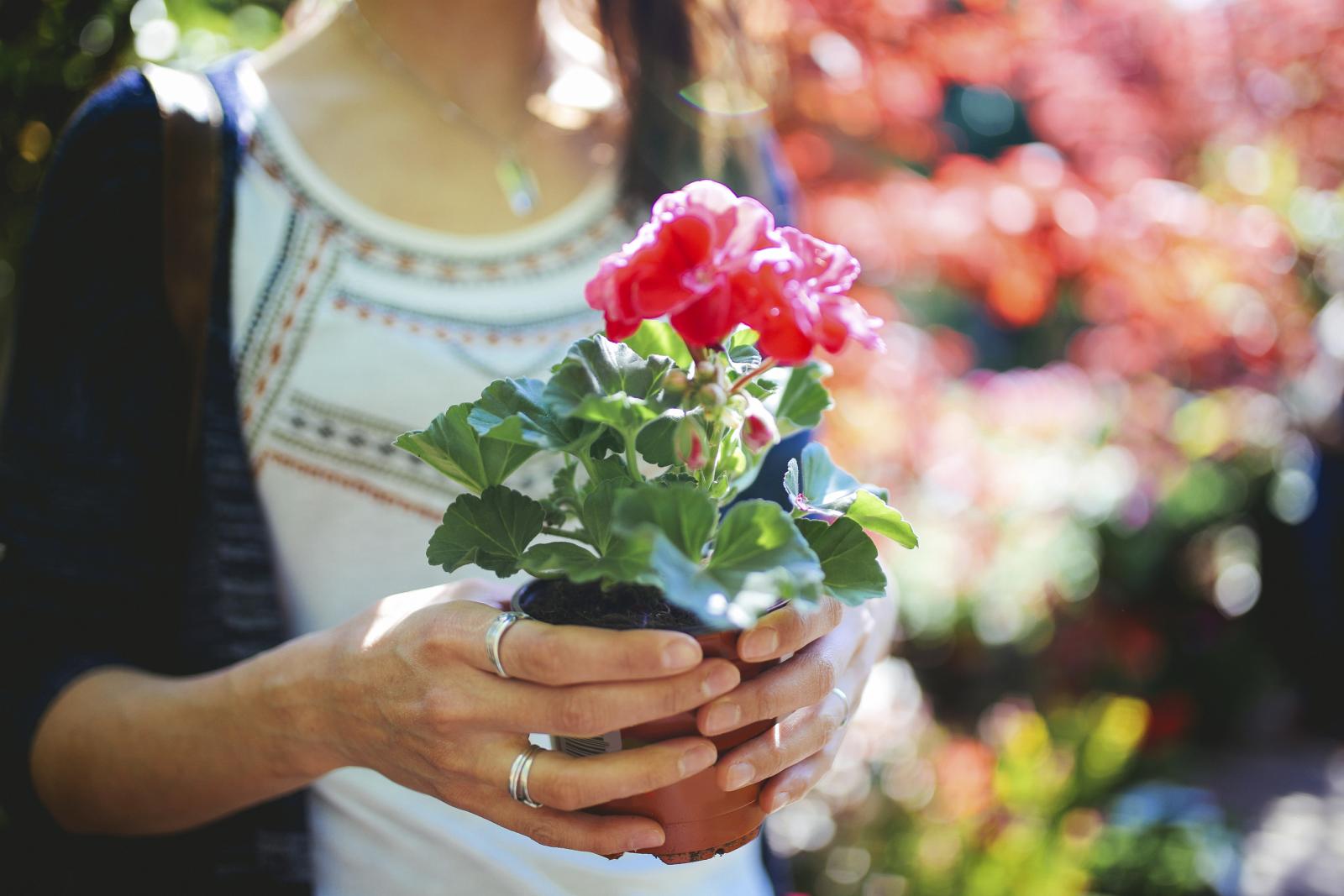 O ovom cvijetu pišu i sanjarice: ako u snu gledate u pelargoniju, na pomolu je nova nada, a dodirujete li ju u snu, to je znamen sreće.