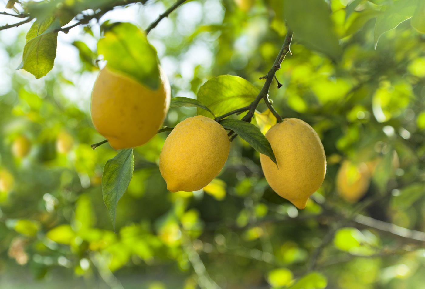 Limun (lat. Citrus limon)

Koriste se esencijalno ulje i plod. Rashlađuje i djeluje adstringentno, jača živce, djeluje protuupalno. Ulje može iritirati, stoga nemojte staviti više od pet kapi na 25 mlilitara baznog ulja.

Zahvaćeno područje nježno istrljajte kriškom svježeg limuna ili manjom količinom limunovog soka ili u istu svrhu upotrijebite dobro razrijeđeno esencijalno limunovo ulje. Za ublažavanje simptoma koristi se samostalno.