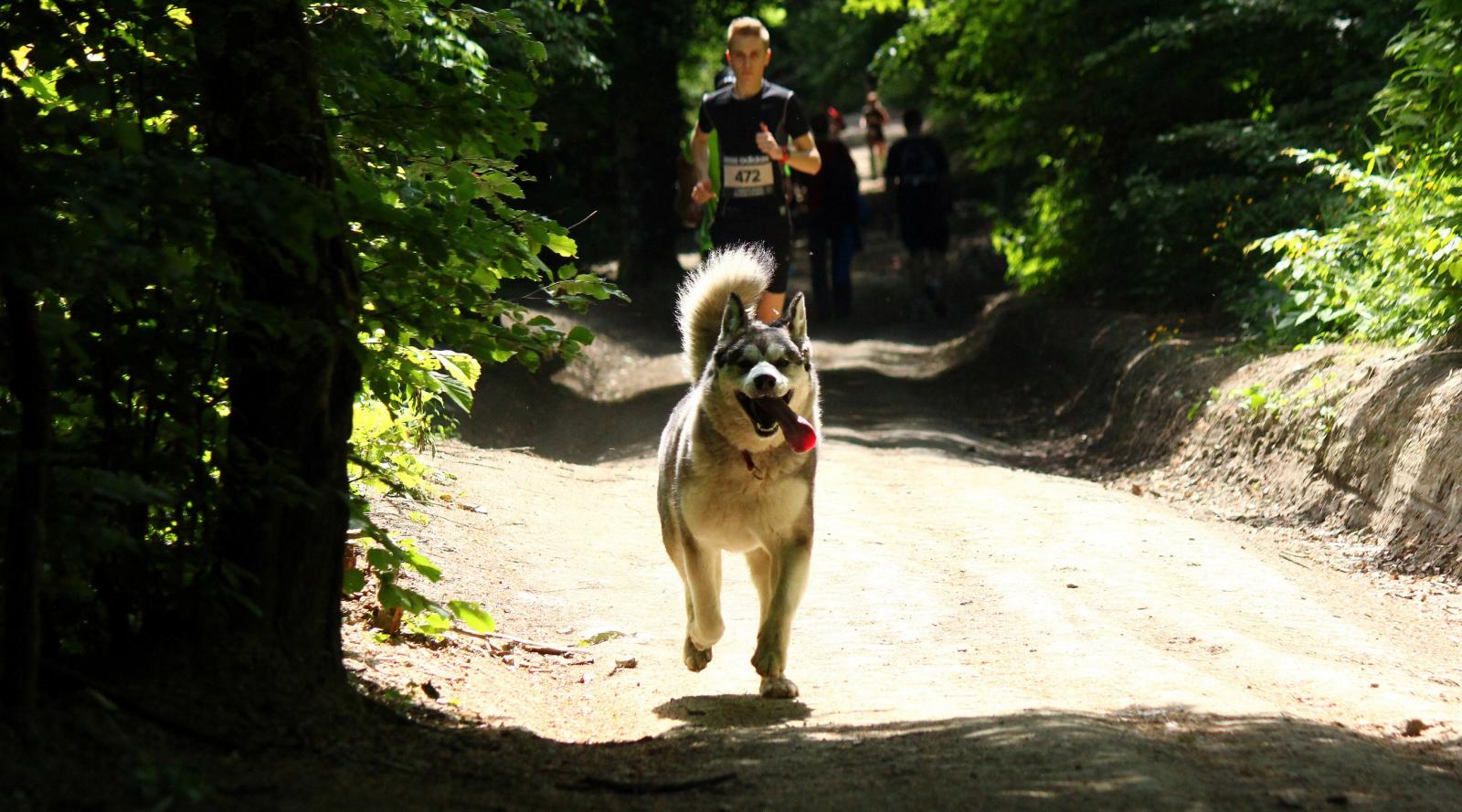 Sljemenka je jedna od najaktivnijih članica među četveronožnim natjecateljima.