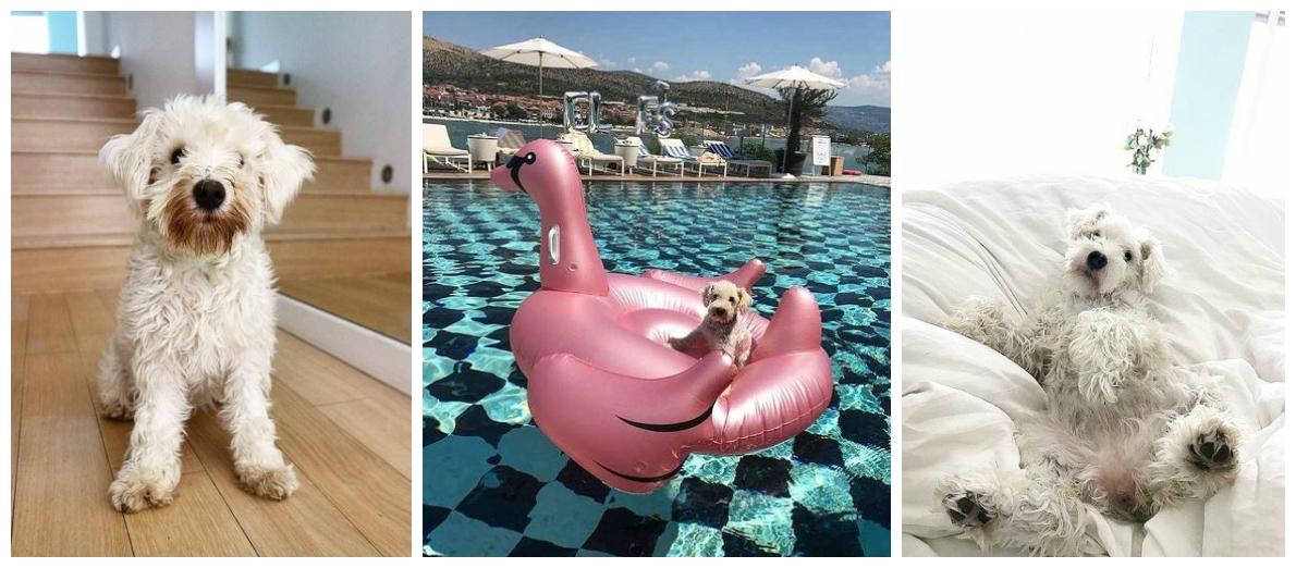 Šnicka zna da se za 'lajkove' treba potruditi...