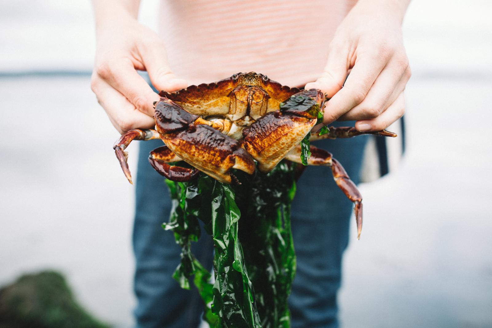 Zahvaljujući procesu fotosinteze, morsko povrće u sebi istodobno prikuplja i sunčevu energiju i brojne minerale iz mora. Nije čudno da ih vole i rakovi :)