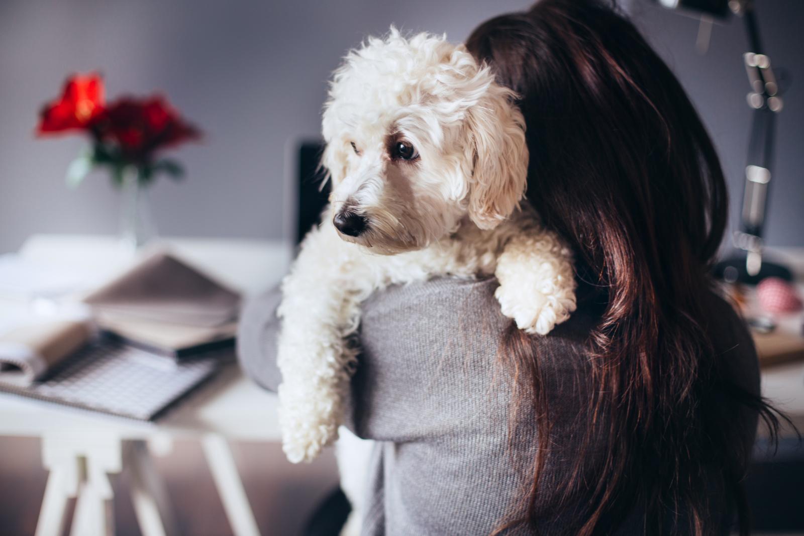 Umjesto otvaranja još jednog korisničkog računa, možda je bolje da nabavite kućnog ljubimca.