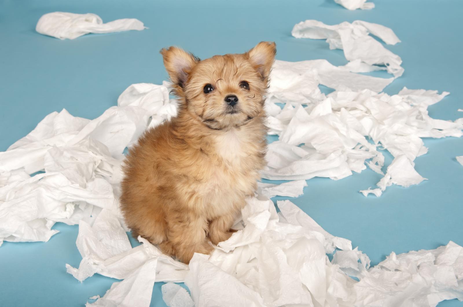 Nikad ne zaboravite - kazna ne ubrzava proces učenja kod šteneta niti mu pomaže da se smiri!